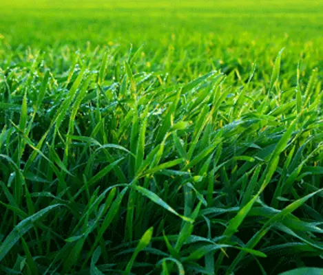 Aerate Your Lawn To Keep It Healthy And Lush