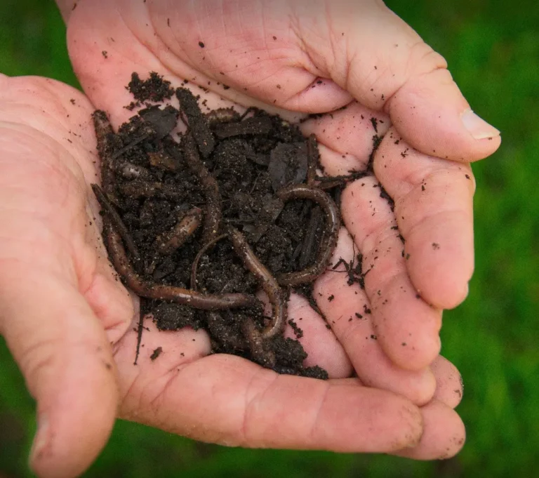 Earthworms And The Art Of Grass Cutting