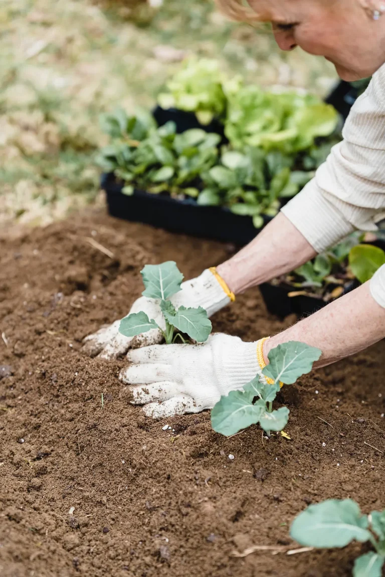 Try "No-Till" In Your Vegetable Garden