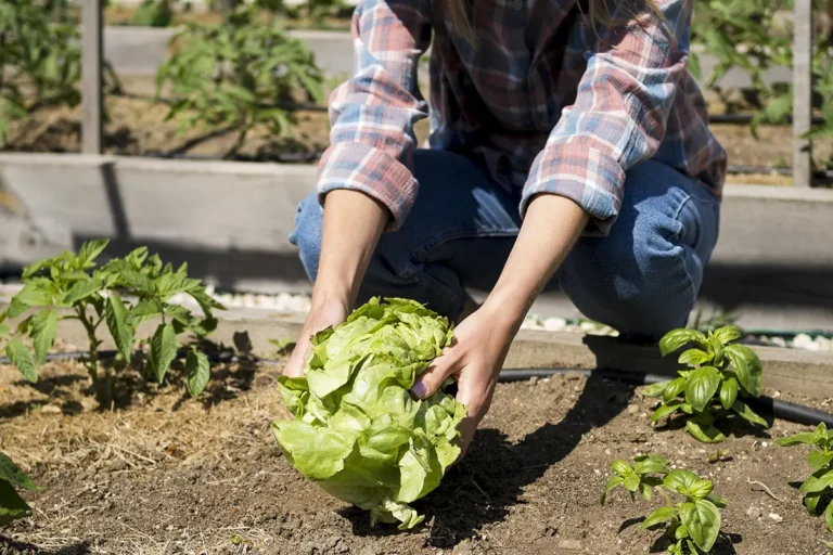 Planting lettuce