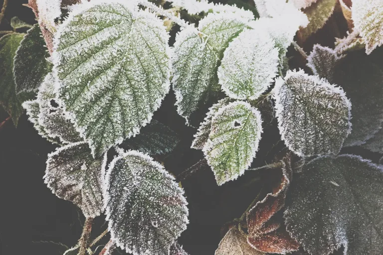 Plant with ice on leaves